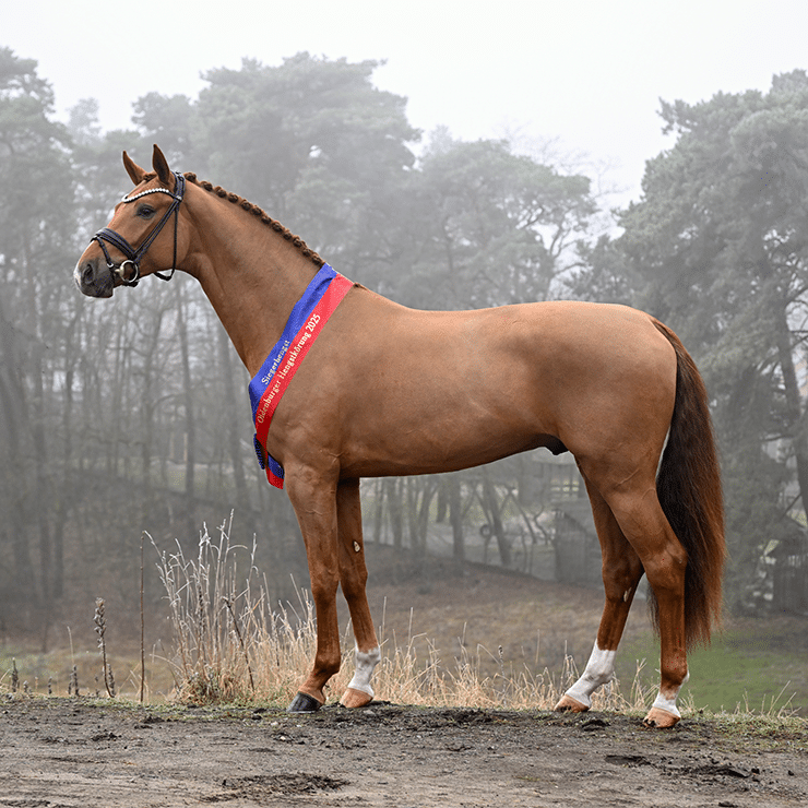 Oldenburger Hengsttage Tickets