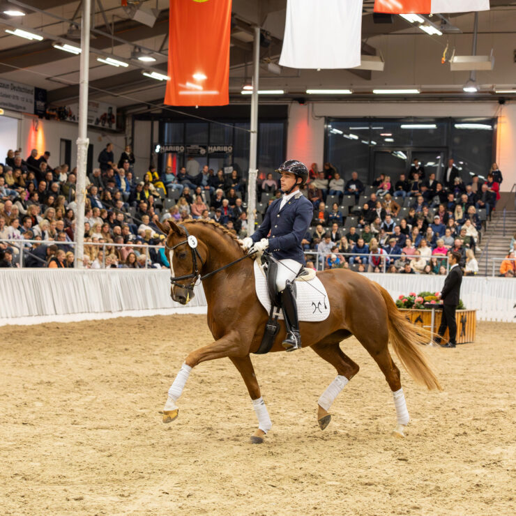 Verdener Auktion – 143. Elite-Auktion Reitpferde und Fohlen 10. Okt. 2026 Niedersachsenhalle, Verden
