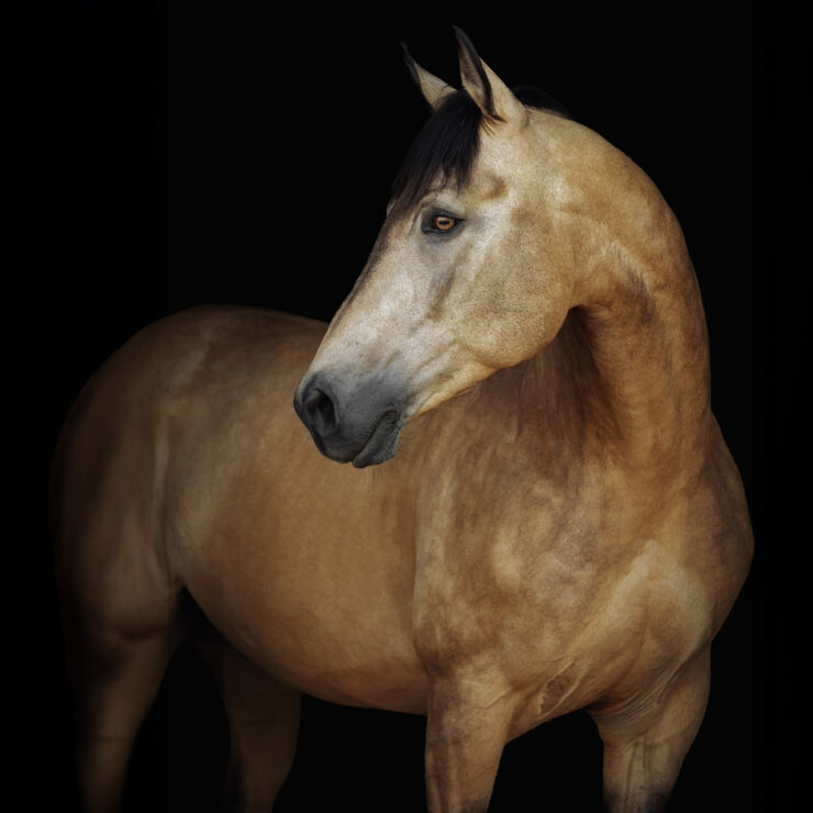 27.02 – 01.03.2026 / Messegelände Friedrichshafen Pferd Bodensee | Tickets