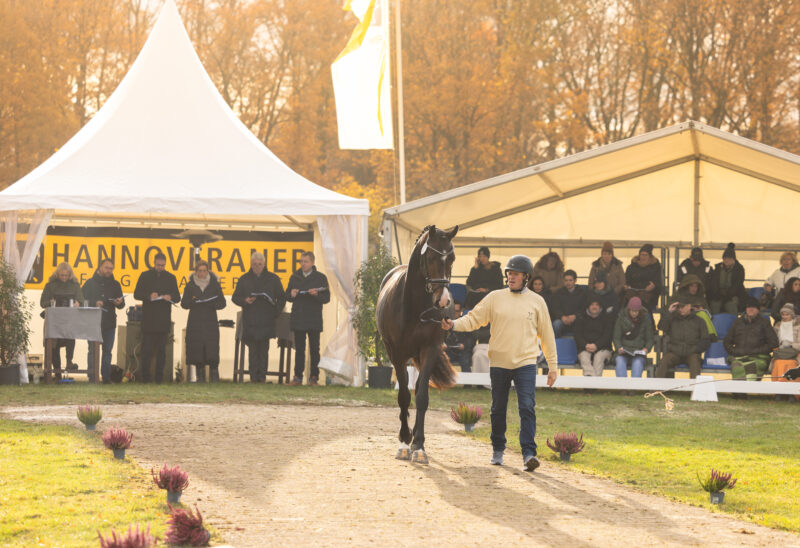 Körung & Hengstmarkt Tickets